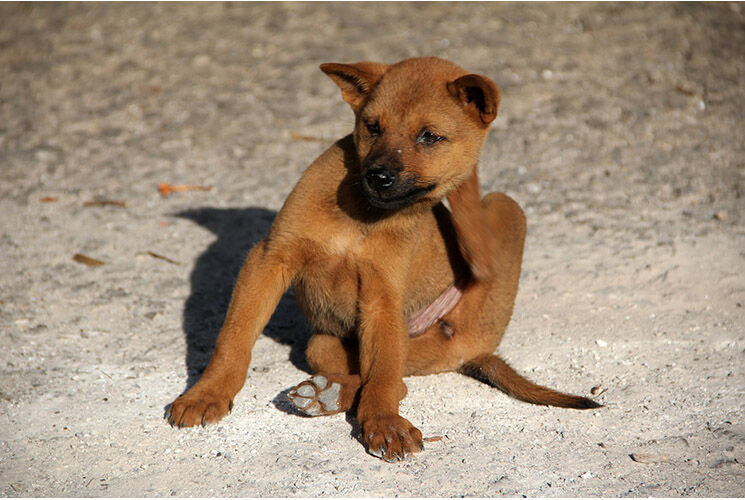 dog-1559746_1920.jpg